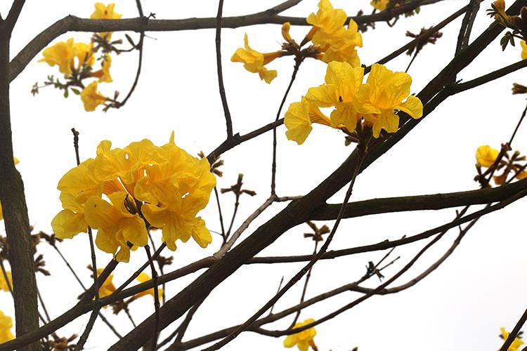 Chị em 'đổ xô' check-in đường hoa phong linh mới khi địa điểm cũ đóng cửa