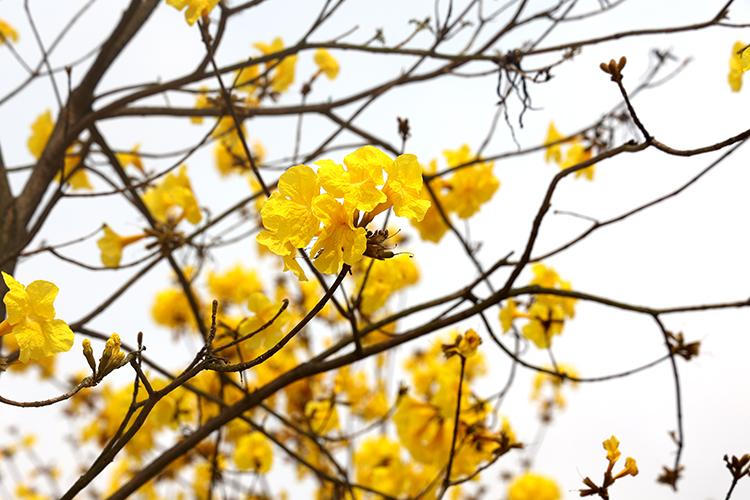 Chị em 'đổ xô' check-in đường hoa phong linh mới khi địa điểm cũ đóng cửa