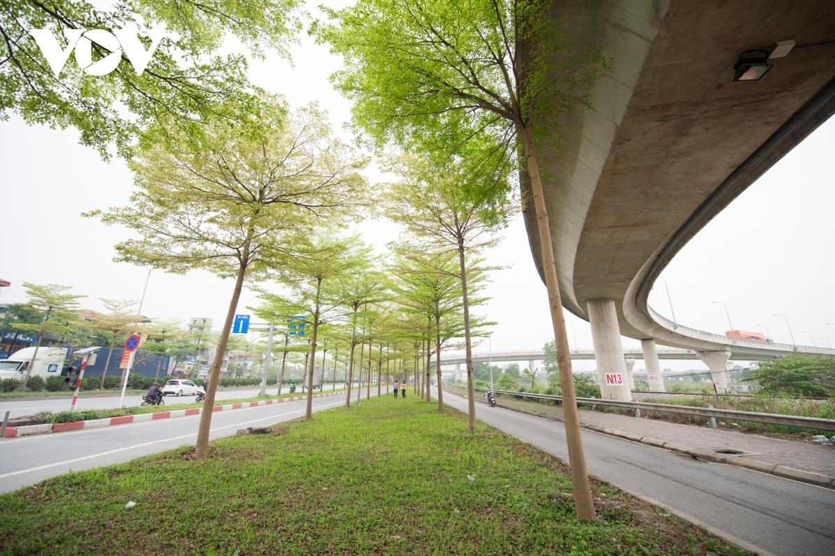 Đùa giỡn tử thần, đứng giữa đường để chụp ảnh cùng hàng cây bàng Đài Loan