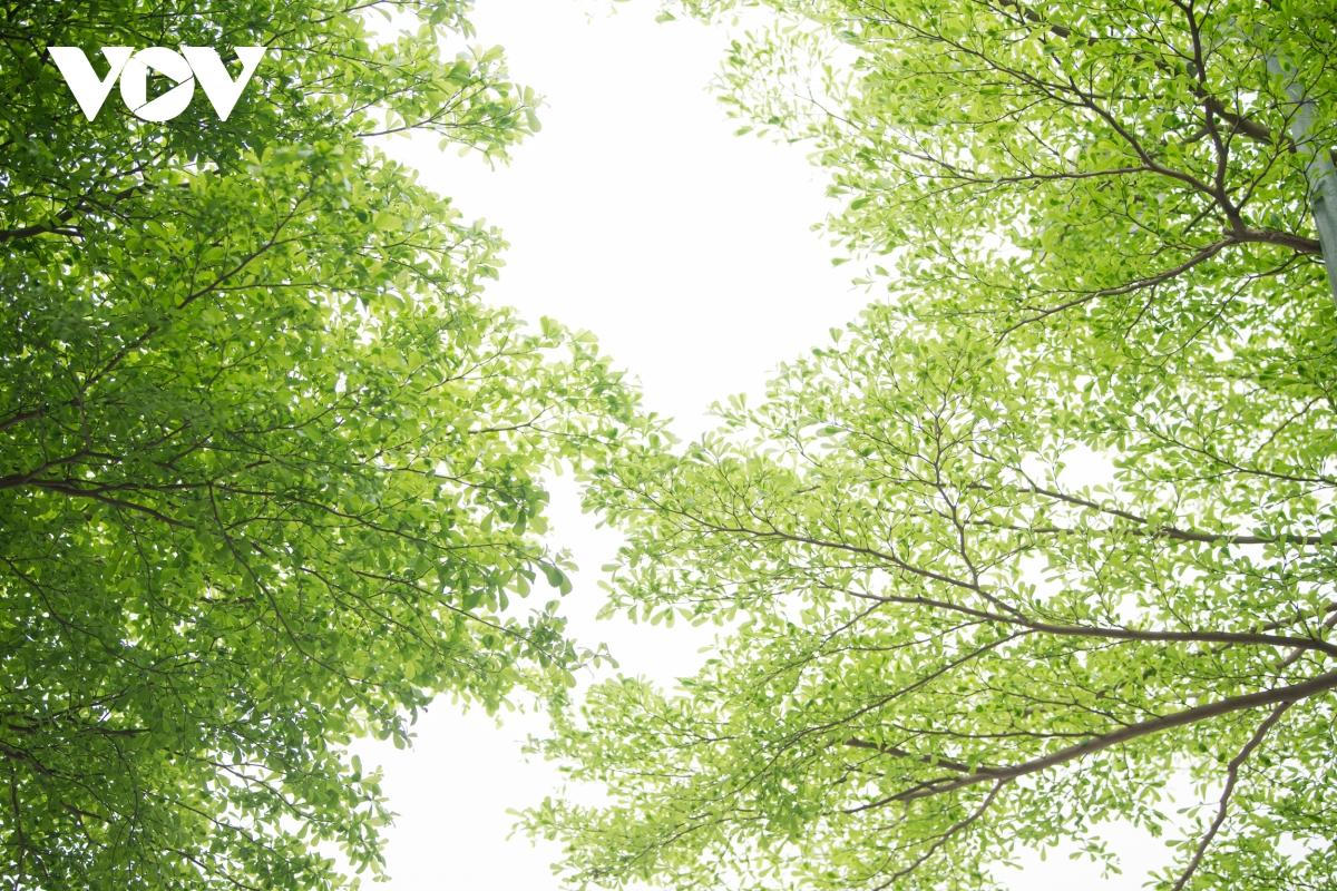 Đùa giỡn tử thần, đứng giữa đường để chụp ảnh cùng hàng cây bàng Đài Loan