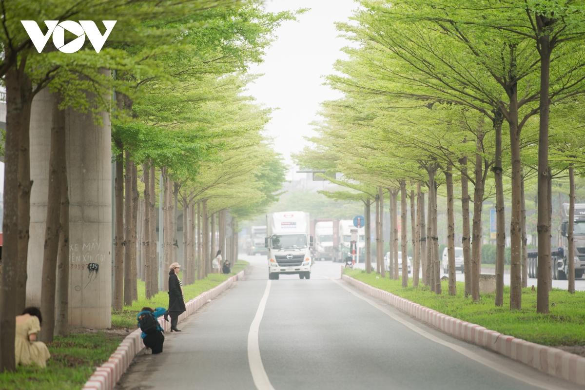 Đùa giỡn tử thần, đứng giữa đường để chụp ảnh cùng hàng cây bàng Đài Loan