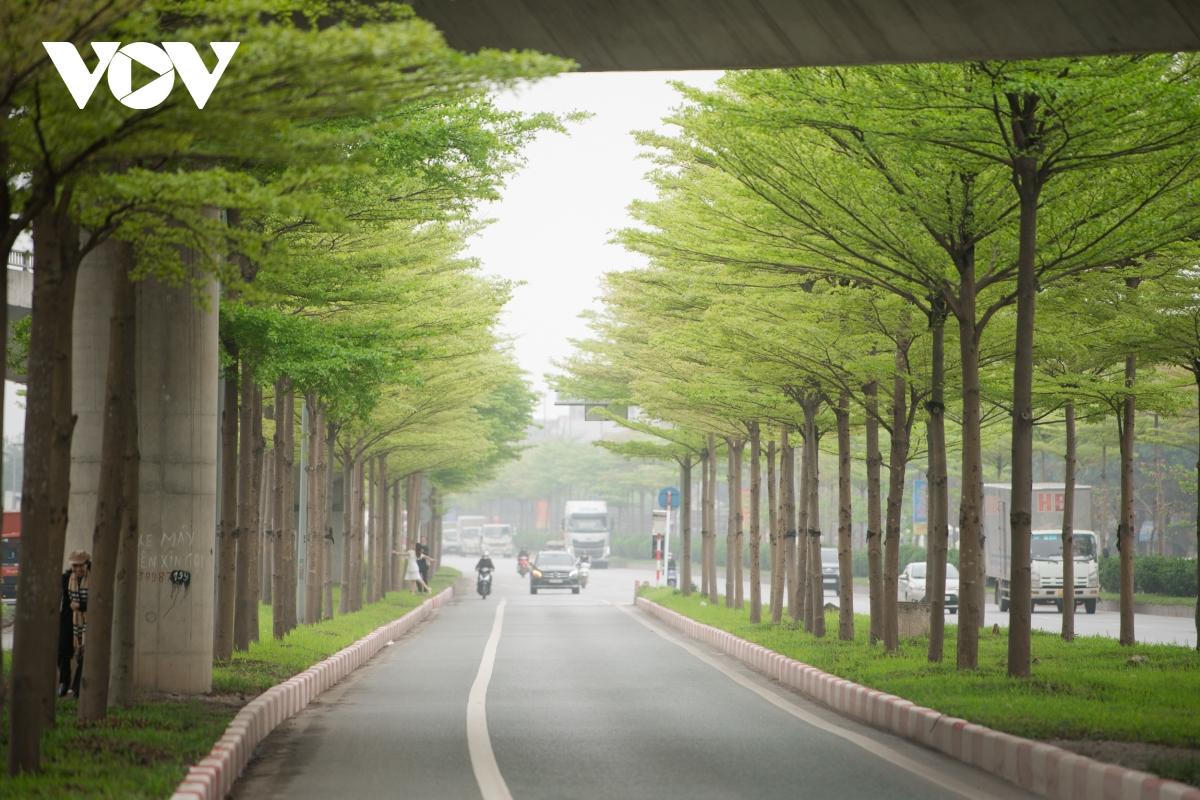 Đùa giỡn tử thần, đứng giữa đường để chụp ảnh cùng hàng cây bàng Đài Loan