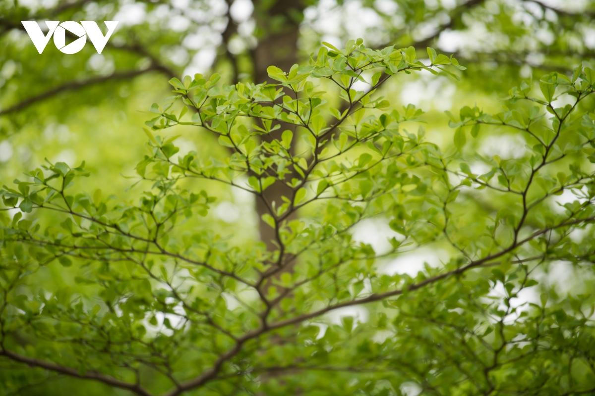 Đùa giỡn tử thần, đứng giữa đường để chụp ảnh cùng hàng cây bàng Đài Loan