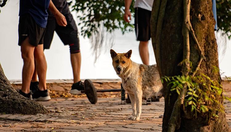 Hãi hùng chó to thả rông không rọ mõm gây nguy hiểm nơi công cộng ở Hà Nội