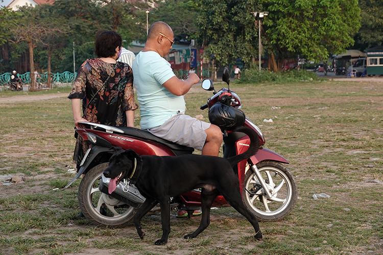 Hãi hùng chó to thả rông không rọ mõm gây nguy hiểm nơi công cộng ở Hà Nội