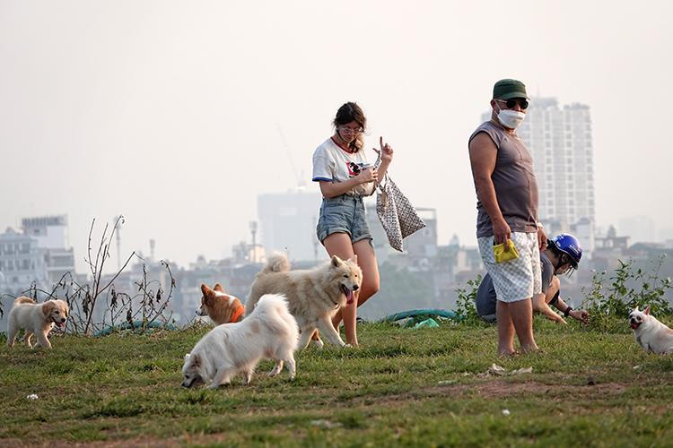 Hãi hùng chó to thả rông không rọ mõm gây nguy hiểm nơi công cộng ở Hà Nội