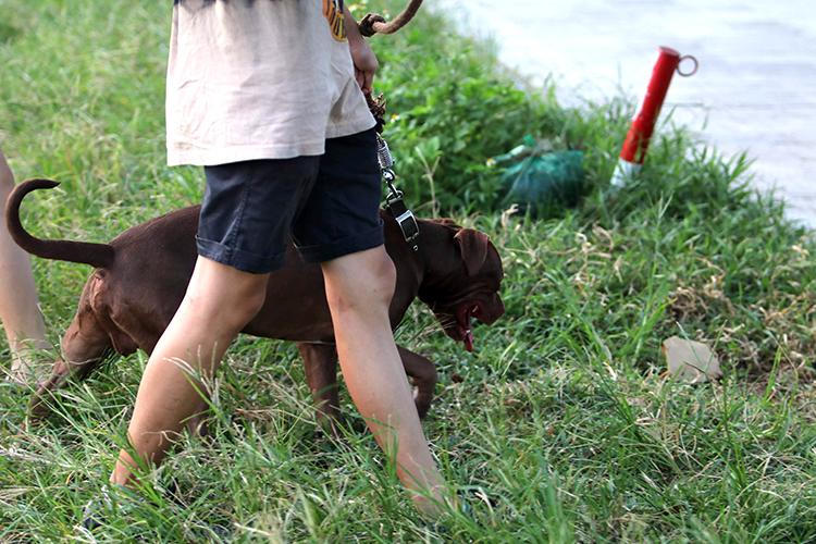 Hãi hùng chó to thả rông không rọ mõm gây nguy hiểm nơi công cộng ở Hà Nội