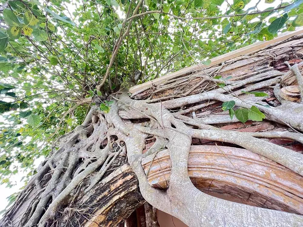 Chuyện kỳ lạ về cây cổ thụ khổng lồ ở miền Tây