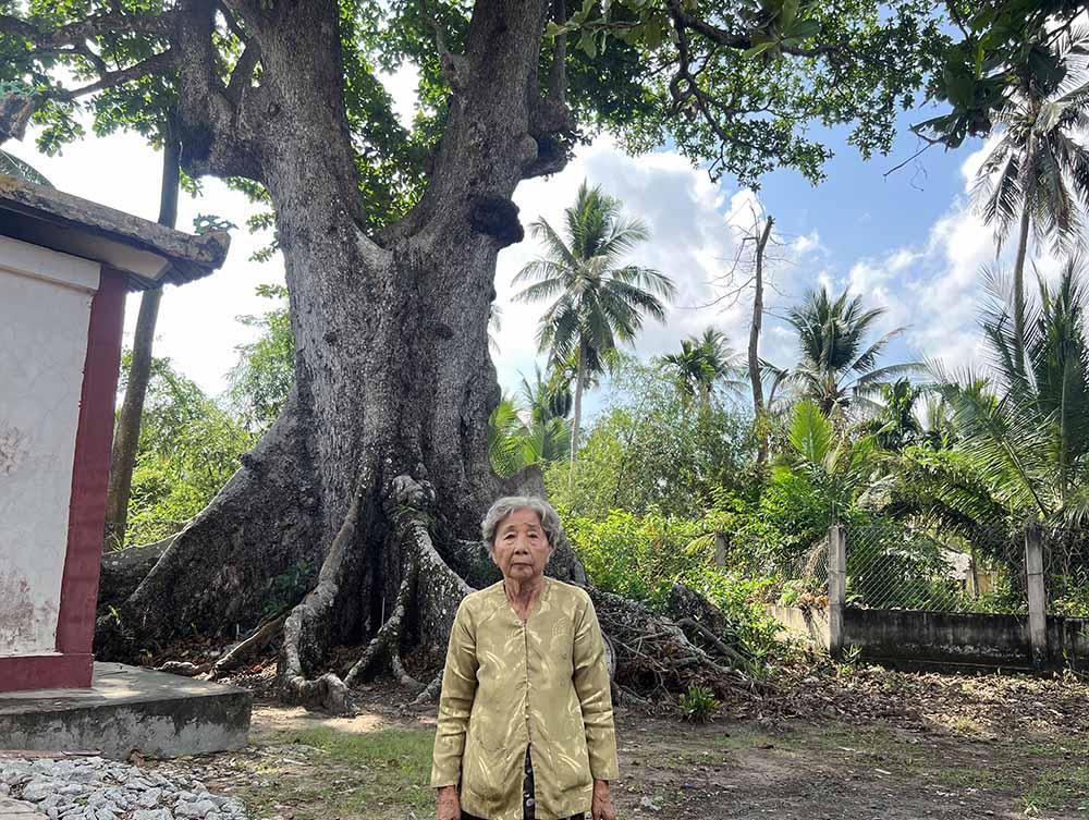 Chuyện kỳ lạ về cây cổ thụ khổng lồ ở miền Tây