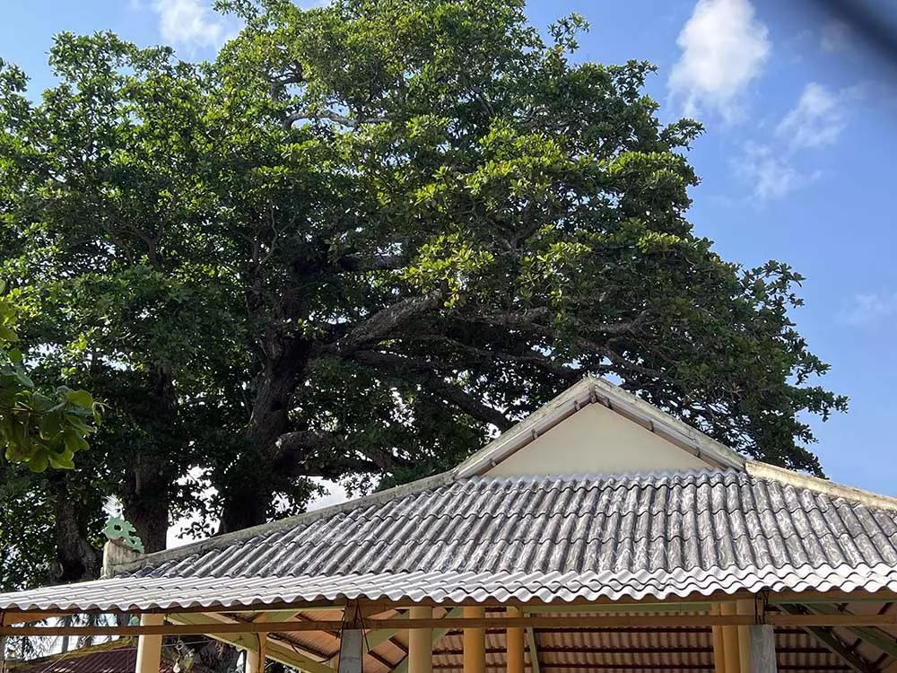 Chuyện kỳ lạ về cây cổ thụ khổng lồ ở miền Tây