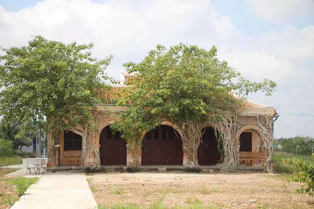 Chuyện kỳ lạ về cây cổ thụ khổng lồ ở miền Tây