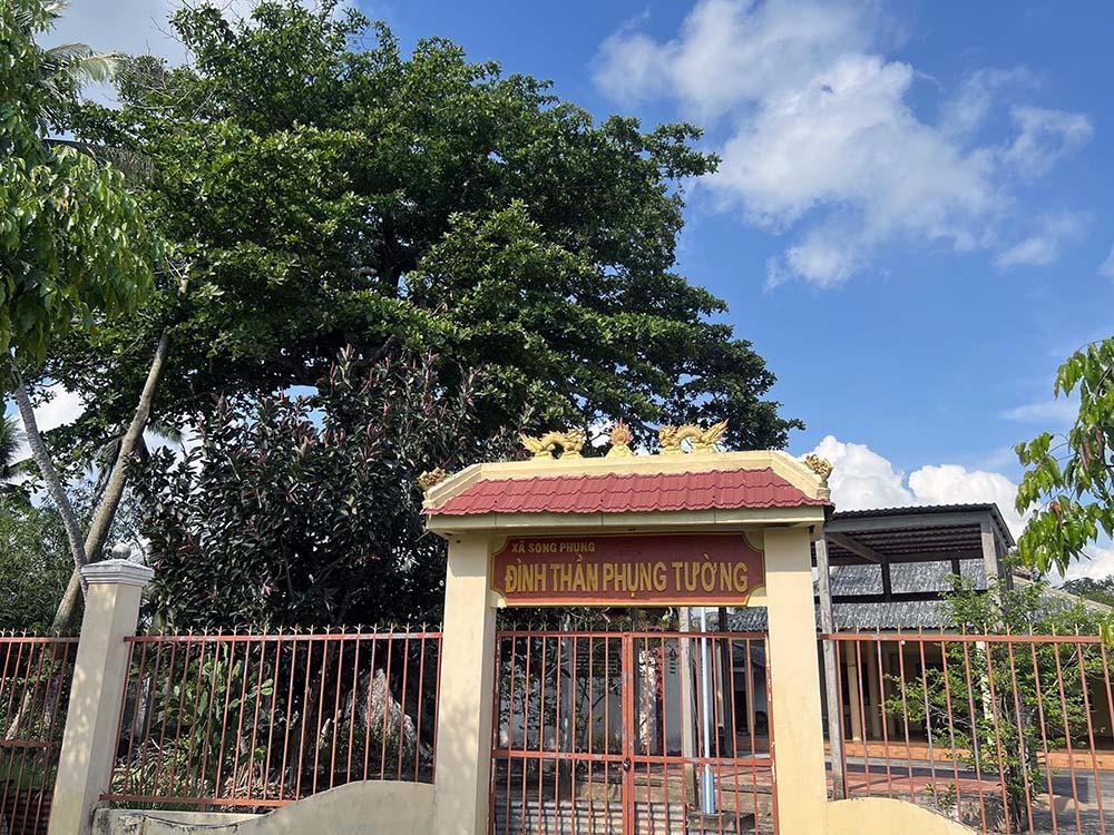 Chuyện kỳ lạ về cây cổ thụ khổng lồ ở miền Tây