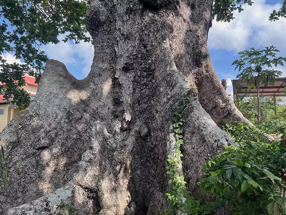 Chuyện kỳ lạ về cây cổ thụ khổng lồ ở miền Tây