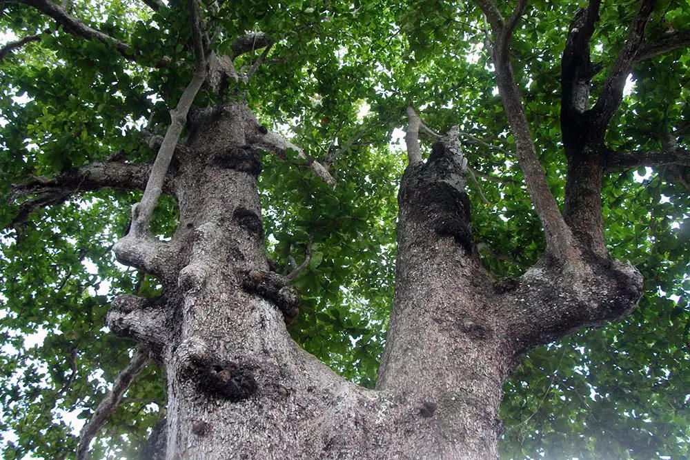 Chuyện kỳ lạ về cây cổ thụ khổng lồ ở miền Tây