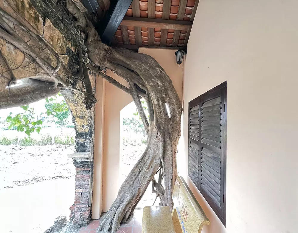 Chuyện kỳ lạ về cây cổ thụ khổng lồ ở miền Tây