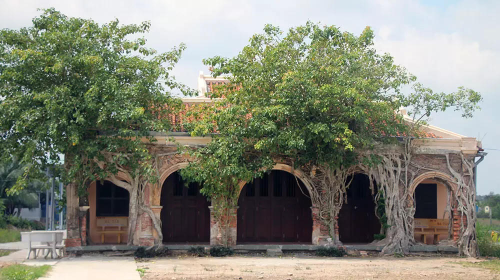 Chuyện kỳ lạ về cây cổ thụ khổng lồ ở miền Tây