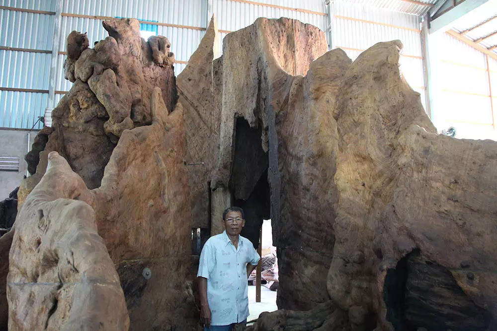 Chuyện kỳ lạ về cây cổ thụ khổng lồ ở miền Tây