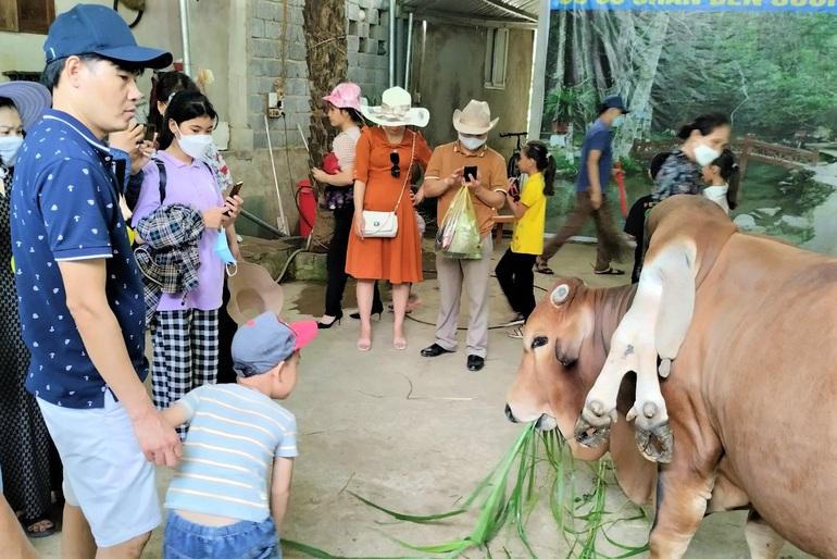 Con bò 6 chân 2 đuôi, giá 5 tỷ đồng chủ không bán