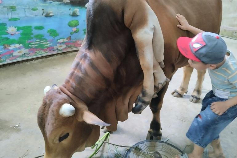 Con bò 6 chân 2 đuôi, giá 5 tỷ đồng chủ không bán