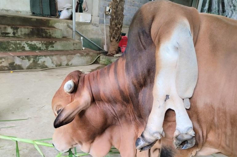 Con bò 6 chân 2 đuôi, giá 5 tỷ đồng chủ không bán