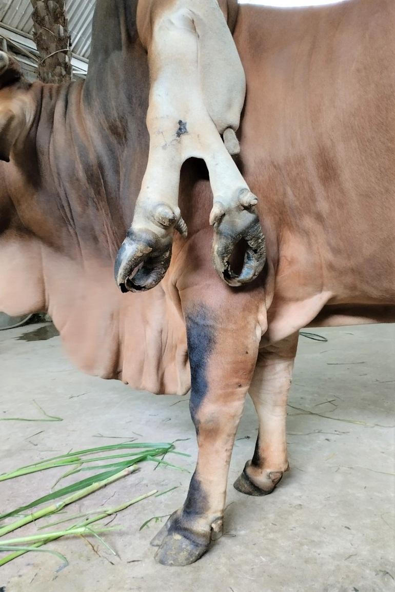 Con bò 6 chân 2 đuôi, giá 5 tỷ đồng chủ không bán