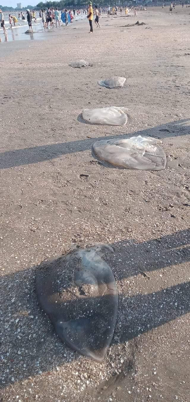 Khách du lịch bị sứa biển tấn công, sơ cứu thế nào?