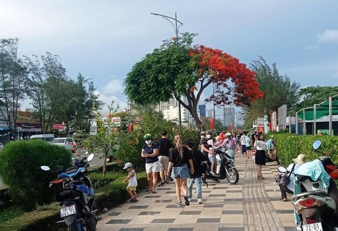 Cây phượng trổ hoa một nửa 'gây sốt' ở Vũng Tàu 