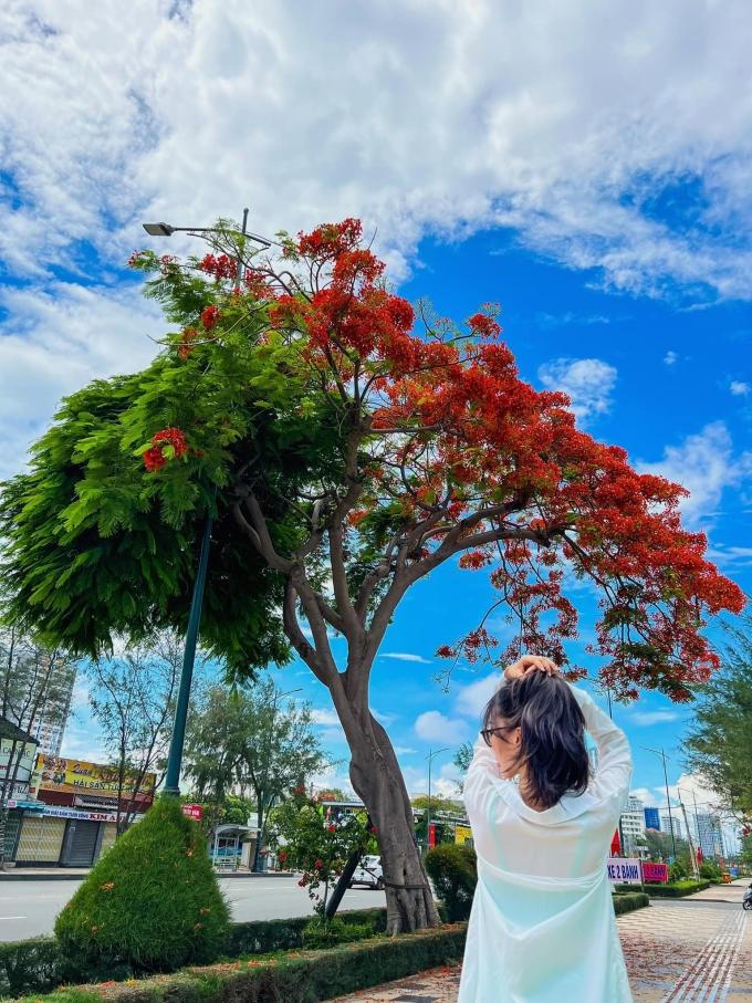 Cây phượng trổ hoa một nửa 'gây sốt' ở Vũng Tàu 