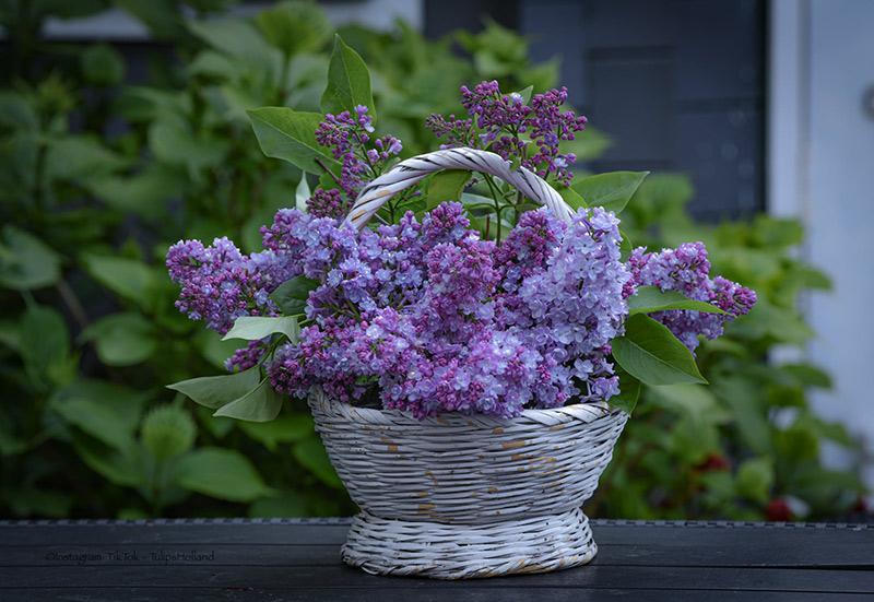 Ngày của Mẹ năm 2022 là ngày nào? 