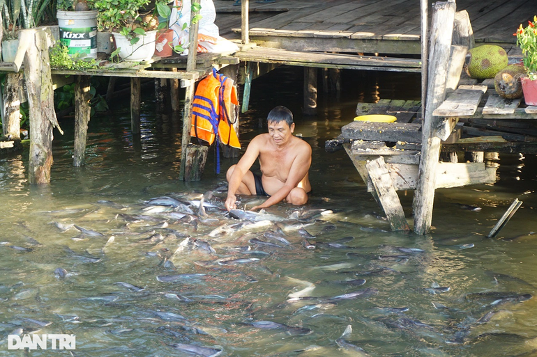 Kỳ lạ đàn cá sông 'nương tựa cô lái đò' thích được nựng như thú cưng