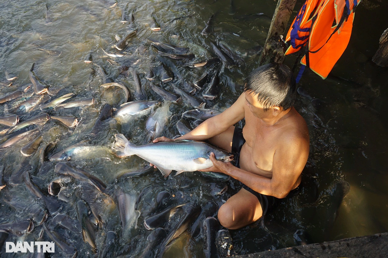 Kỳ lạ đàn cá sông 'nương tựa cô lái đò' thích được nựng như thú cưng
