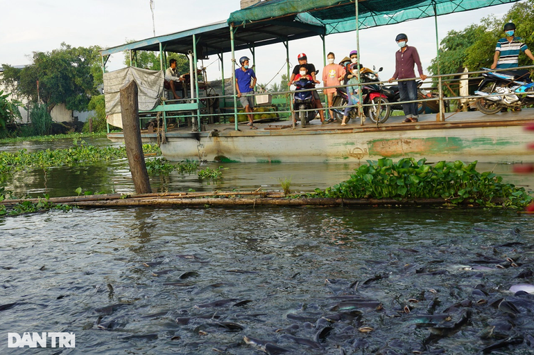Kỳ lạ đàn cá sông 'nương tựa cô lái đò' thích được nựng như thú cưng