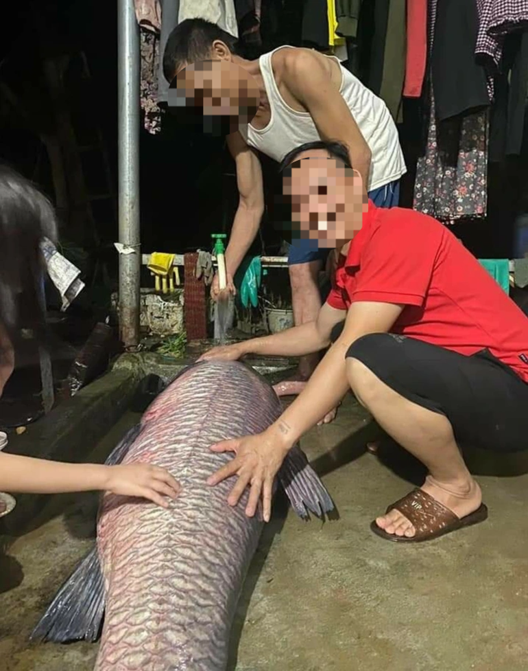 Bắt được cá trắm đen 'khủng' nặng 52kg ở Yên Bái