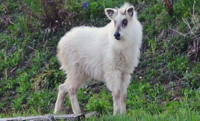 Nhật Bản xuất hiện 'thần thú', dân mạng xôn xao cho là điềm may