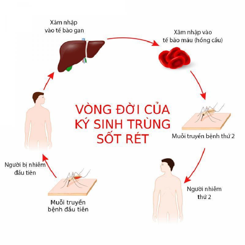 Xuất hiện các ca sốt rét ác tính 'nhập khẩu' từ châu Phi, người dân cần làm gì?