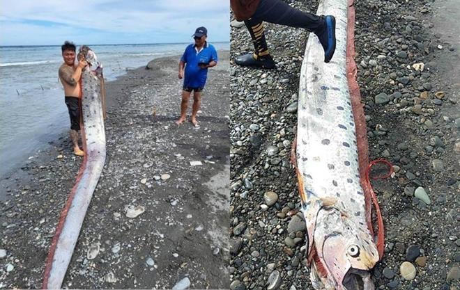 Bắt được cá động đất khổng lồ dài 6m, ngư dân hoang mang