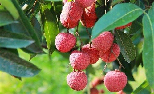 Quả vải - thơm ngon, bổ dưỡng, trị mụn nhọt, tiêu chảy - Ảnh 2.