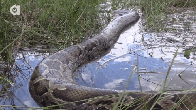 Bắt được con trăn khổng lồ dài 5,4m nặng gần 100kg
