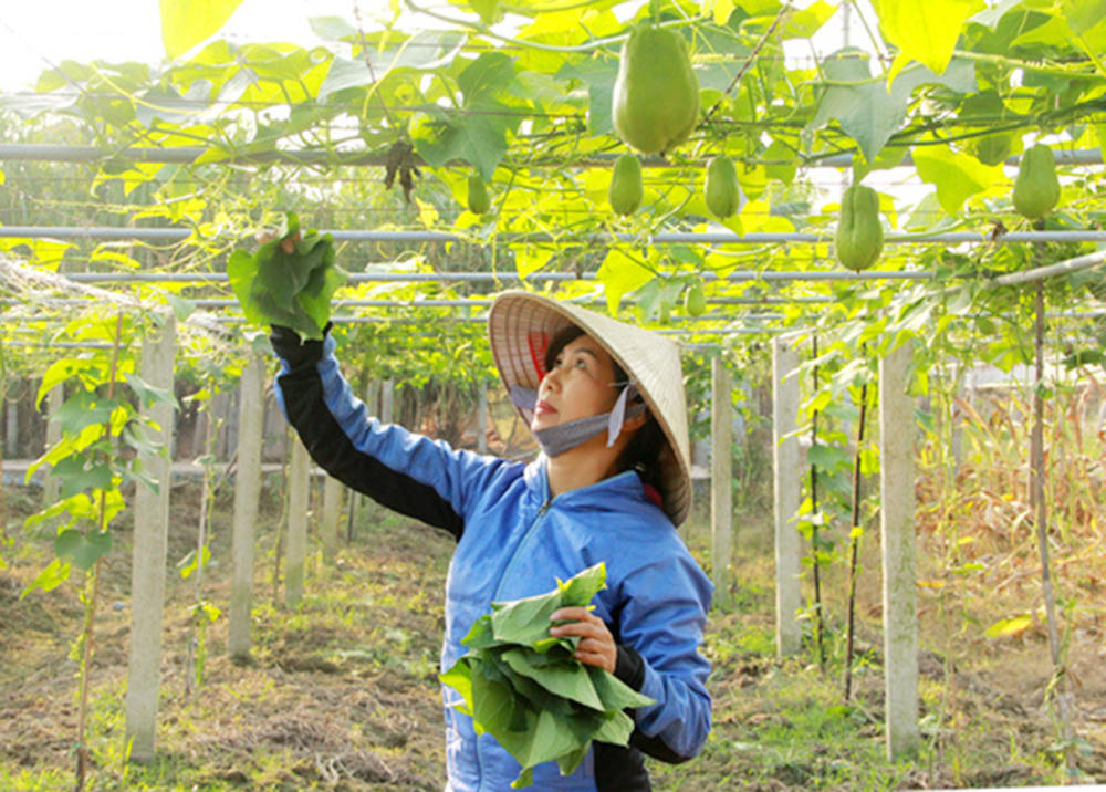 Tam Dương: Khát vọng đột phá từ vùng đất thuần nông