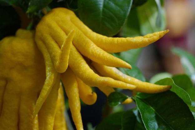 Quả phật thủ- Từ mâm ngũ quả đến vị thuốc cho sức khỏe