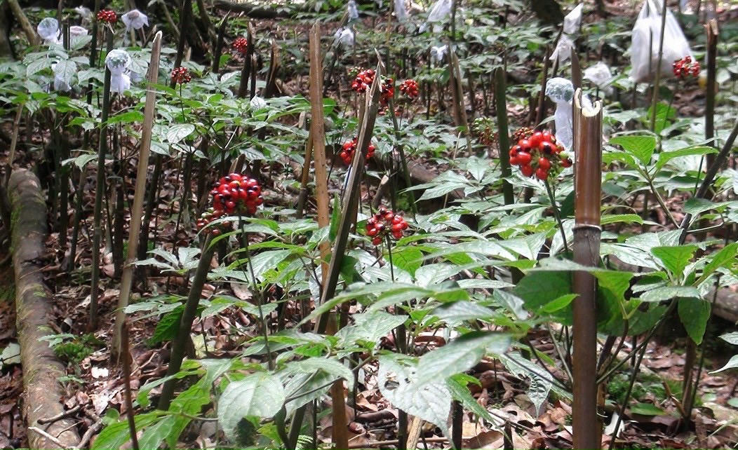 Kỳ vọng về phiên chợ sâm Ngọc Linh và các dược liệu huyện Tu Mơ Rông