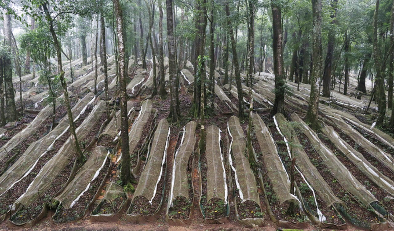 Kỳ vọng về phiên chợ sâm Ngọc Linh và các dược liệu huyện Tu Mơ Rông