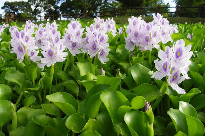 3 loại rau mọc dại ở Việt Nam được thế giới xem là 'siêu thực phẩm'