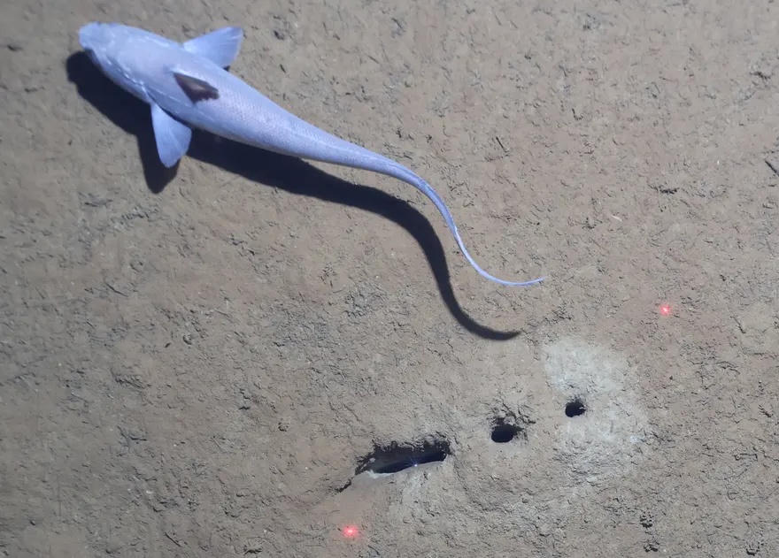 dãy lỗ đáy biển ảnh 2 Phát hiện bất ngờ về hàng lỗ thẳng tắp dưới đáy biển