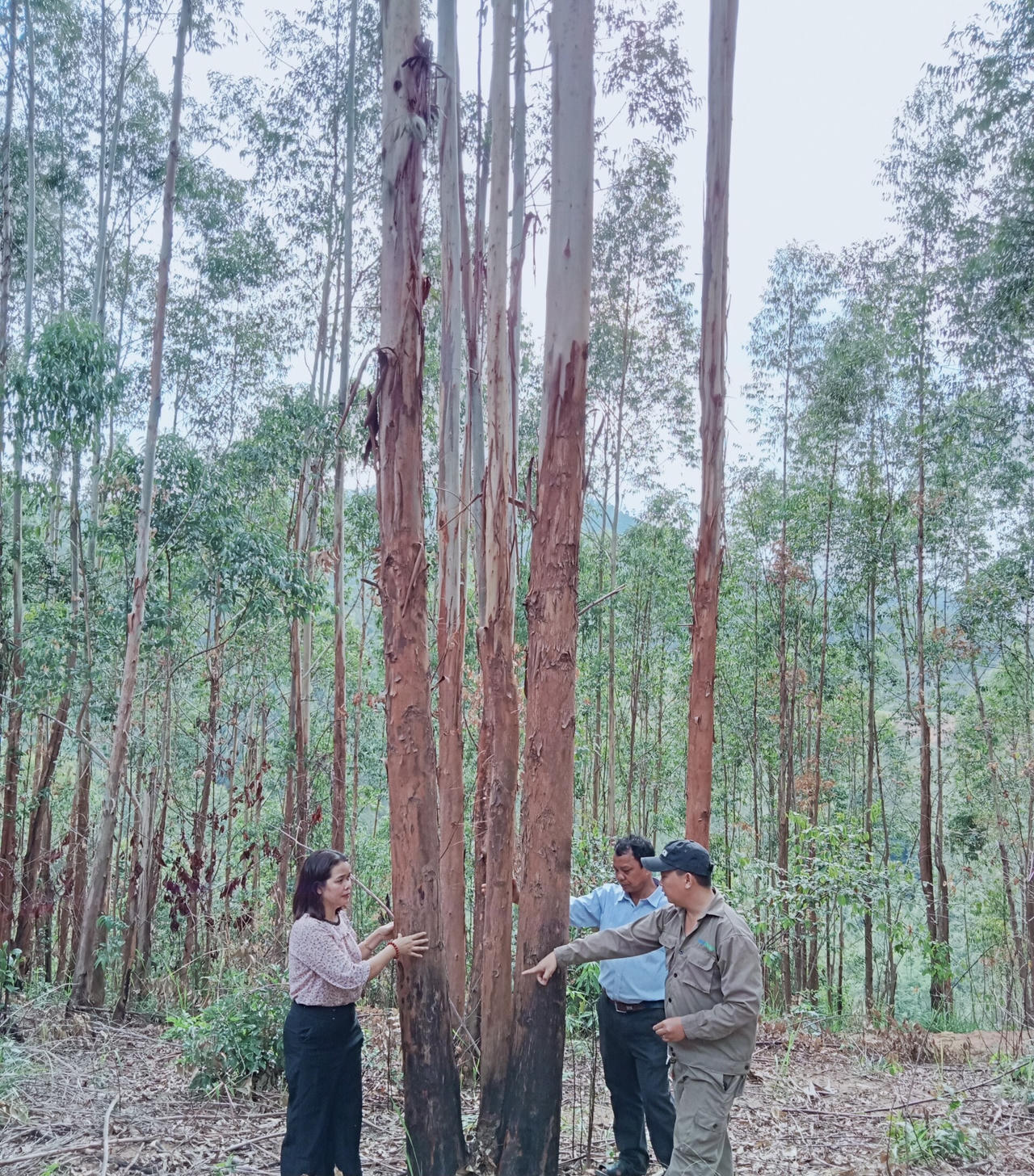 Hiệu quả từ dự án trồng rừng nguyên liệu Kon Tum