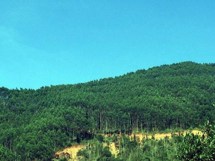 Hiệu quả từ dự án trồng rừng nguyên liệu Kon Tum