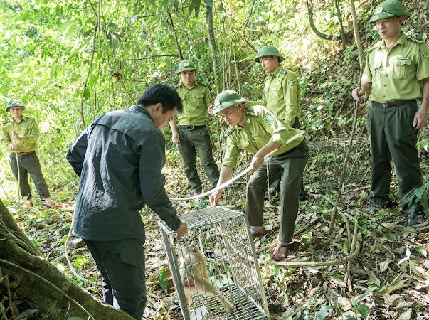 'Siết' tuần tra, tháo gỡ bẫy tại vườn quốc gia Vũ Quang từ bẫy ảnh
