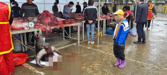 Hướng đi nào cho lễ hội có sử dụng động vật ở Việt Nam?