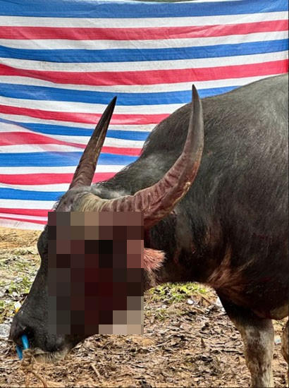 Hướng đi nào cho lễ hội có sử dụng động vật ở Việt Nam?