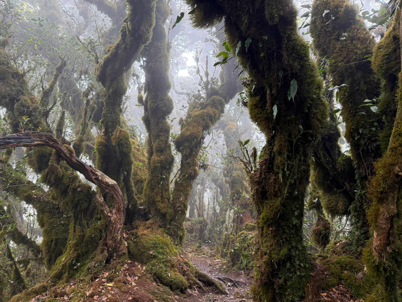 Người đầu tiên 'cán đích' 'Bước chân trên mây' lần II - chinh phục đỉnh Tà Xùa 